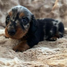 Angel - Dapple female Dachshund puppy in Mesa, Arizona from Ruby Desert Doxies