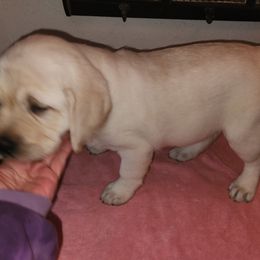Labrador Retriever Puppies from Earth Angel