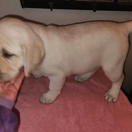Labrador Retriever Puppies from Earth Angel
