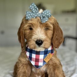 Girl 3 - Goldendoodle puppy in Virginia from The Doodle Homestead