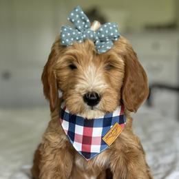 Girl 3 - Goldendoodle puppy in Virginia from The Doodle Homestead