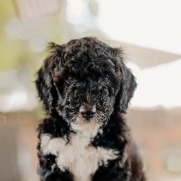 Goldendoodle and Sheepadoodle Puppies from Dooling Doodles