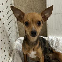 Marley - Chihuahua