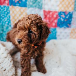 Boy 1 - Red  male Poodle puppy in Las Vegas, Nevada from Vegas Toy Poodles