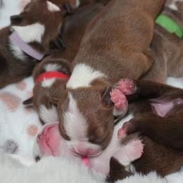 Boston Terriers from Sacred Paw Sanctuary