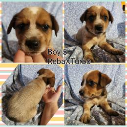 Boy 5 - Red mottled male Australian Cattle Dog puppy in Bradford, Arkansas from Cedar Rock Heelers and Kelpies