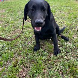 Labrador Retriever Puppies from A. Hansen Labradors