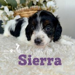 Sierra - AKC - Silky - Black and tan female Dachshund puppy in Kemp, Texas from Koli Acres
