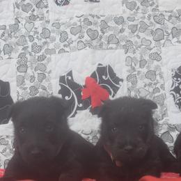 Scottish Terrier Puppies from Herron's Sandhills Scotties