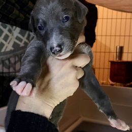 Greyhound Puppies from Angela Holtzen
