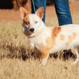 Tot - Pembroke Welsh Corgi
