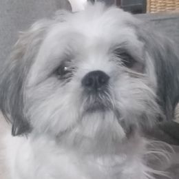 JoJo - Shih Tzu