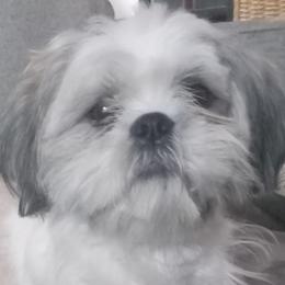JoJo - Shih Tzu