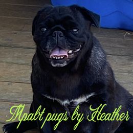 Twilight - Pug