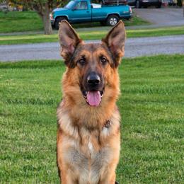 Argun vom Gannett - Sable male German Shepherd puppy in Saint John, Washington from vom Gannett