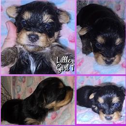 Girl 1 - Black and tan female Yorkshire Terrier puppy in Gatesville, Texas from Schultz Yorkies byGrace