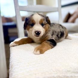 Chance - Blue merle male Miniature Australian Shepherd puppy in Payson, Utah from Spring Creek Aussies + Corgis