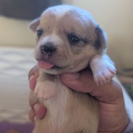 Vi - Sporty Mix puppy in Glen Burnie, Maryland from Dauntless Chihuahuas