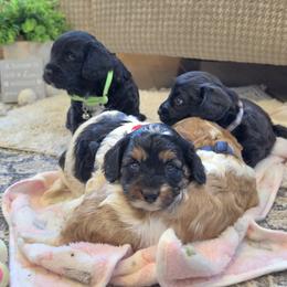 F1B Meet Cider :) - Tri-color male Cavapoo puppy in Centerville, Iowa from Barnyard Dachshunds, Dals & Doodles