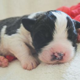 Saint Bernard Puppies from Atkinson Saint Bernards