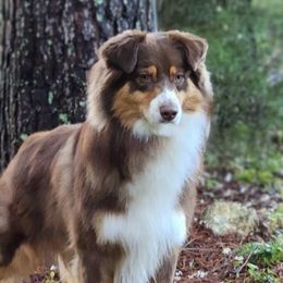Goose - Australian Shepherd