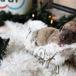 Great Dane Puppies from Pepper Mae Danes