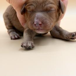 Light Pink - Red female Australian Labradoodle puppy in Sacramento, California from Adorable Labradoodle