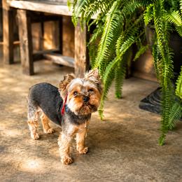 Yorkshire Terrier puppies from Yorkie’s Klassie Kreations