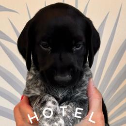 German Shorthaired Pointer Puppies from Buck GSP