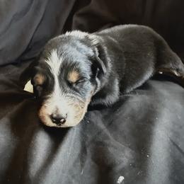 Greg - Black tri-color male Australian Shepherd puppy in Atkinson, Illinois from Diamond Ridge Aussies