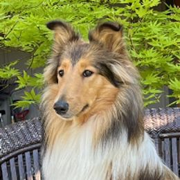 Emma - Collie