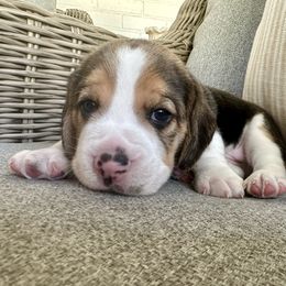 Boy 4 - Black tan and white male Beagle puppy in Monticello, Georgia from Beaglelove