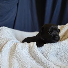 German Shepherd puppies from Von Schwarzen Herz German Shepherds