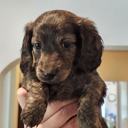 Dachshund and Morkie Puppies from Redeemer's Dachshunds