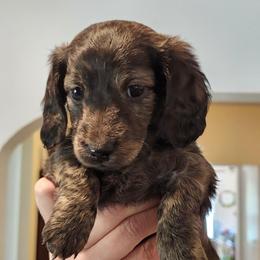 Dachshund and Morkie Puppies from Redeemer's Dachshunds