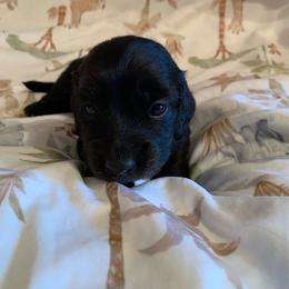 Boy 2 - Black male Dachshund puppy in Vinton, Iowa from Lerch Family Dachshunds