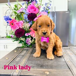 Pink lady - Red  female Goldendoodle puppy in West Haven, Utah from Split Mountain Doodles