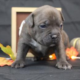 Asher - Blue brindle male American Bully puppy in Easton, Maryland from Night Court Bullies