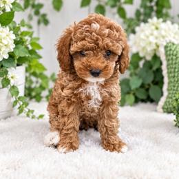 Oliver - Red  male Poodle puppy in Naples, Florida from Paradise Paws
