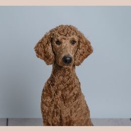Ruby - Poodle
