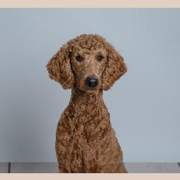 Ruby - Poodle