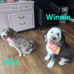 Bernedoodle Puppies from NLB Mini Bernedoodles