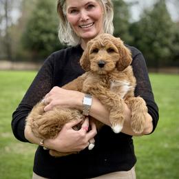 Lucky Country Imogen - Caramel female Australian Labradoodle puppy in Wake Forest, North Carolina from Lucky Country Labradoodles