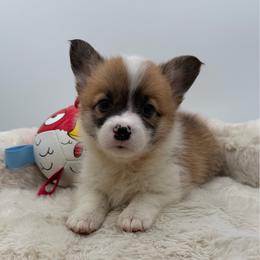 Poppy - Sable female Pembroke Welsh Corgi puppy in Minooka, Illinois from Lucky J Corgis