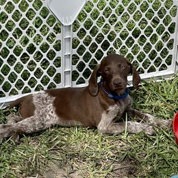 Jones - German Shorthaired Pointer puppy in Lakeland, Florida from Walker’s German Shorthaired Pointers