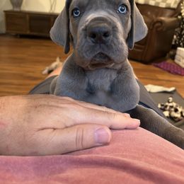 Great Dane Puppies from Diamond Danes of Atlanta