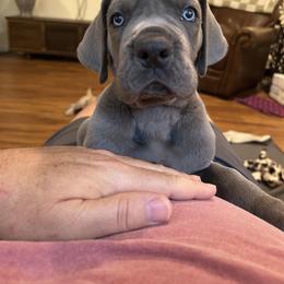 Great Dane Puppies from Diamond Danes of Atlanta