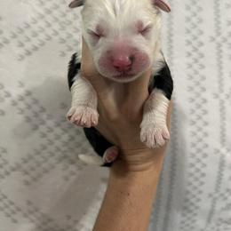 Boy 1 - male Old English Sheepdog puppy in Tulsa, Oklahoma from Yadah Sheepdogs