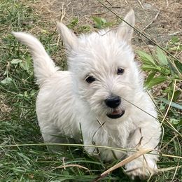 Girl 1 - Wheaten female Scottish Terrier puppy in Fenton, Michigan from Carnes Croft Scotties