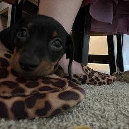 Dachshund Puppies from Phillian Family Mini Dachshunds